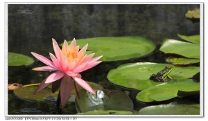 休閑的公園隨拍--請指教--謝謝.