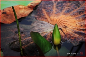 台中Wang~~2012荷季~拍荷花