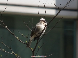 都市鳥