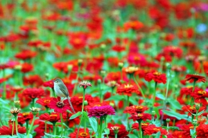 花鳥圖