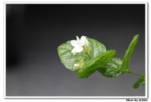 好一朵美麗的茉莉花