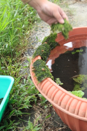 蜜蜂是會喝水的喔