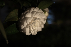 就一張茶花而已(已經修正好了)