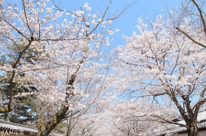 京都醍醐寺part1