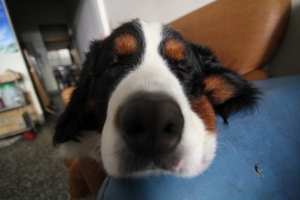 分享一下 Tokina T116 拍家犬