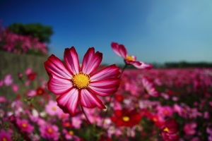 美濃花田~~歡迎賞遊