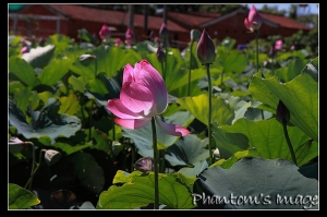 2009.7.12_桃園蓮花季