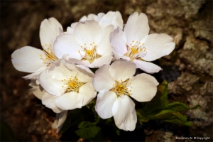 It's just a cherry blossom (櫻花)