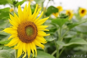 20111125~新社花海節 (二)&nbsp;&nbsp;^&nbsp;&nbsp;^