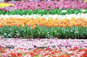 花又開好了.....