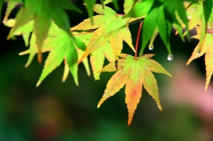 沐浴在雨中PART1之福壽山楓紅