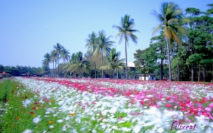 美濃南州花海之旅