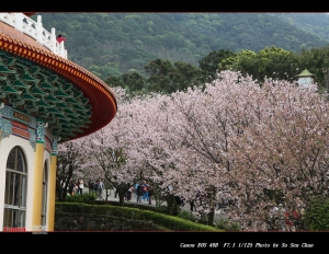 2008天元宮櫻花