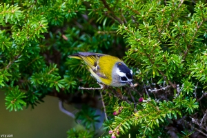 有身份證的火冠戴菊
