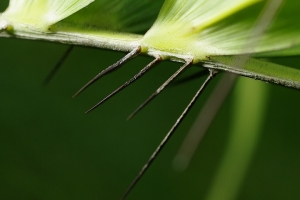 Sophies植物微距攝影集063