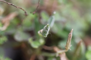 微距第一次試拍