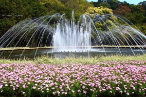 春暖花開在陽明