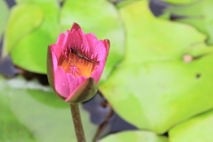 雨後"睡"美人 in 北投
