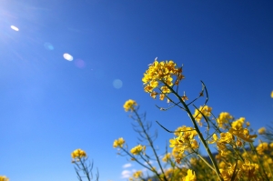 70D新手試拍花花