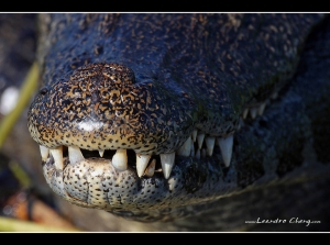 鱷魚來了 - Leandro