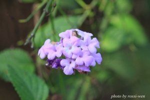 180mm F3.5 L macro 隨拍
