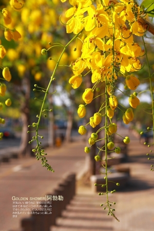 2009五月花: 黃金雨|阿勃勒