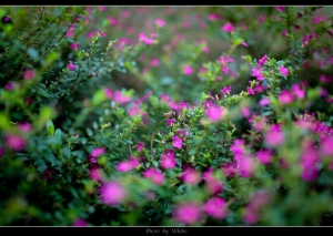 花花草草+乳頭xx