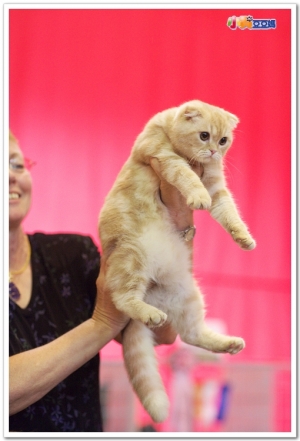 第八屆貓咪選美賽照片-各種特別美貓專輯