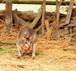 ++ 索羅門 宜蘭武荖坑~2011綠色博覽會--可愛動物篇 ++