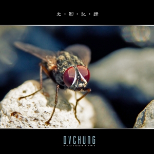 ::: Fly Macro 蒼蠅微距 :::