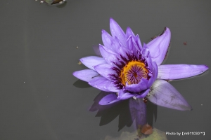 白河蓮花之2次挑戰