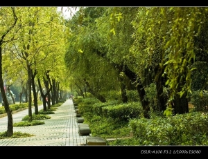 許一個屬於台北的悠閒午後。大安森林公園