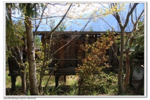 尋找上帝的部落—司馬庫斯（下）