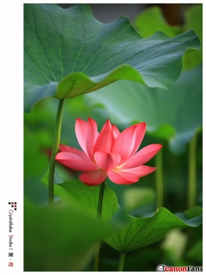 ++ 荷風夏意 ++