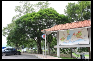 石門水庫的楓葉與桐花