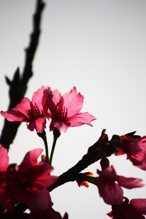 55-250mm 照櫻花