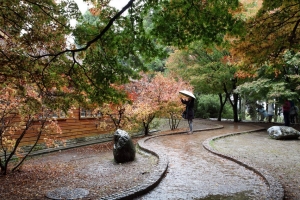 福壽山楓紅及合歡山日夜