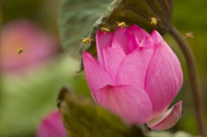 驚豔-六月的蓮花