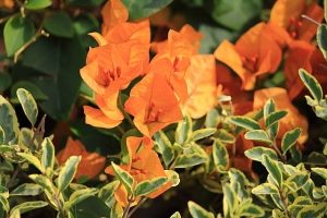 【彩攝糖臺北花博揪團】風景篇