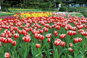 2013 鬱金香花季