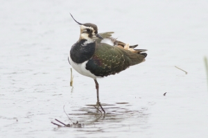 天線寶寶--首拍