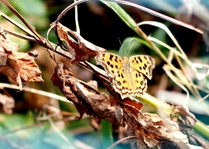EF 50 F1.8 中了散景毒