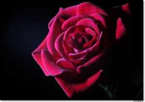 ●●●玫瑰花語●●●By雙胞胎爸