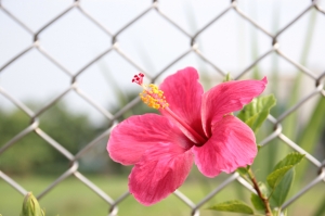 仁德亞歷山大農場【公司旅遊】