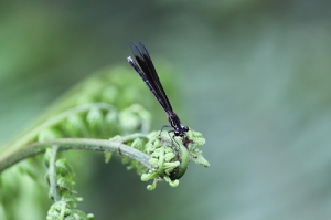 新手蜻蜓