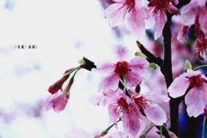 《三月櫻》