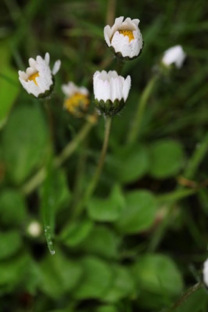 高比的微距世界