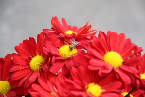 新手試拍~青松花與蜂