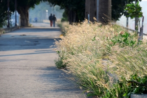 20170226 漫漫草更深，水鳥宣法音。