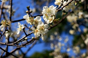 角板山的梅花和楓葉